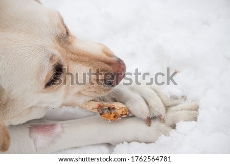 beautiful dog white Labrador frolics and has fun in the snow