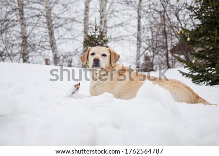beautiful dog white Labrador frolics and has fun in the snow