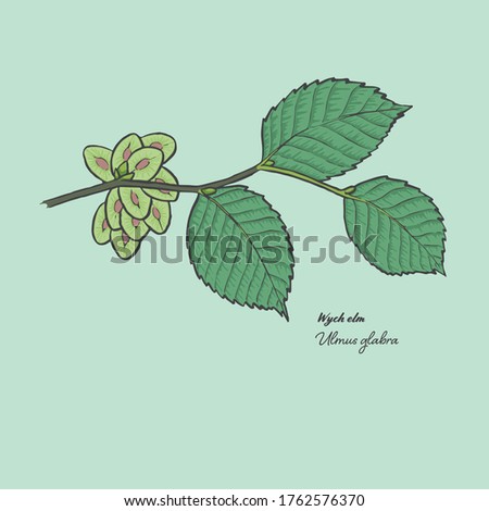 Vector illustration of the leaf of a Ulmus Glabra, commonly known as a Wych elm. Royalty-Free Stock Photo #1762576370