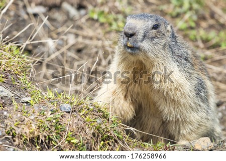 Marmot groundhog portrait while looking at you on rocks and grass background