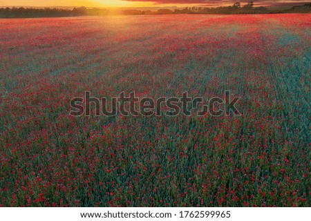 A drone view of the Sun setting on a field of poppies in the countryside, Jutland, Denmark.