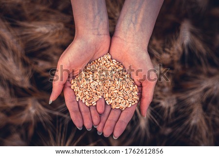 Young girl holding heart-shaped grain of wheat in a field in her hands