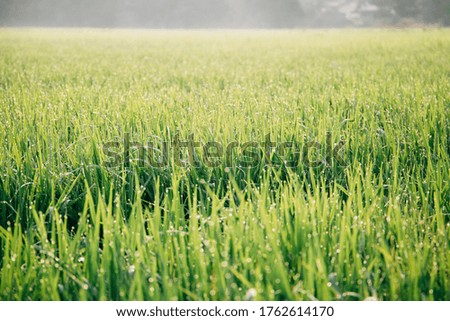 Greenery paddy field and grass scene