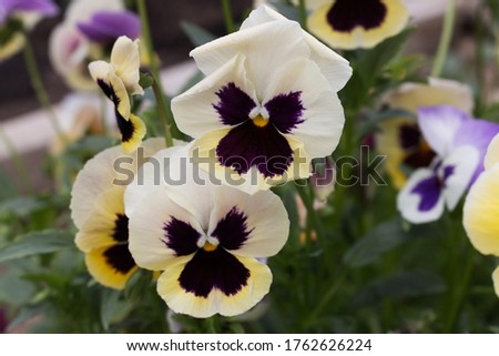 Viola tricolor, also known as Johnny Jump up, heartsease, heart's ease, heart's delight, tickle-my-fancy, Jack-jump-up-and-kiss-me, come-and-cuddle-me, three faces in a hood
