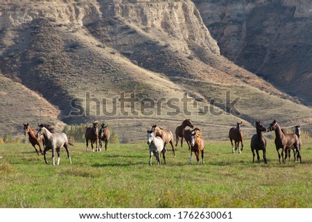 arabian horses running in the  mountain slope