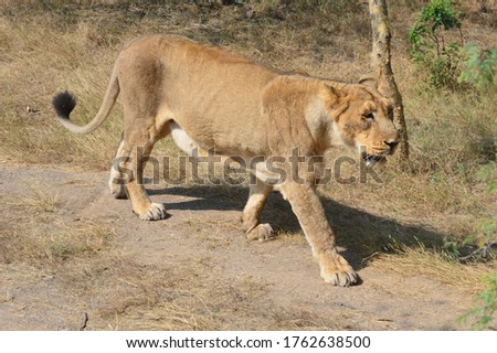 Asiatic Lions of Gujarat India