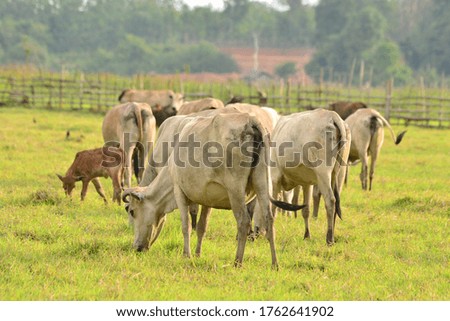 cattle herds of mammals in pastures