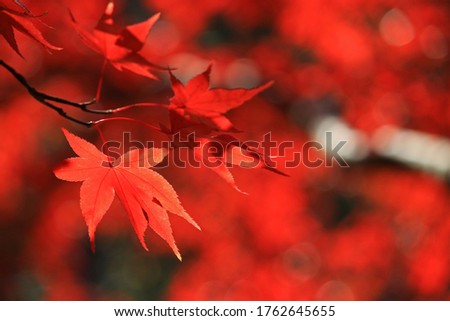 Closeup photo of a Japanese maple with red autumn leaves