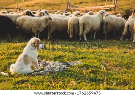 Puppy sheepdog dog watching a herd of sheep at sunset. Vintage editing