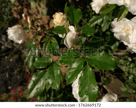The bunch of white roses in the natural yellow sun light in the park 