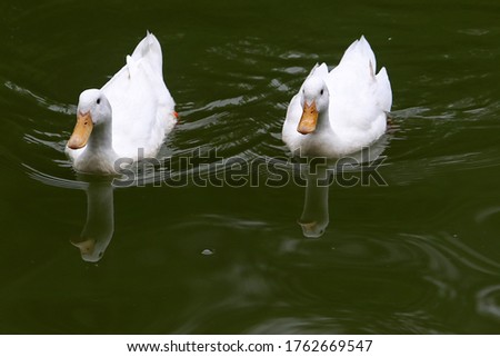 A goose (plural geese) is a bird of any of several waterfowl species in the family Anatidae.