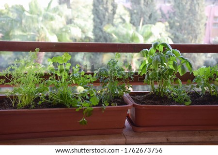 Home Growing vegetables in urban apartment balcony container (pots), spices and green herbs garden in planter (window box). Basil, Parsley, coriander plants. Royalty-Free Stock Photo #1762673756