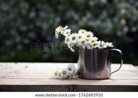  Chamomile Flowers In Cup On Wooden Table In Garden
