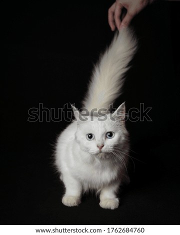 The white cat photo session in the studio uses a black background. The cat poses while looking at the camera and the tail that lifts up.