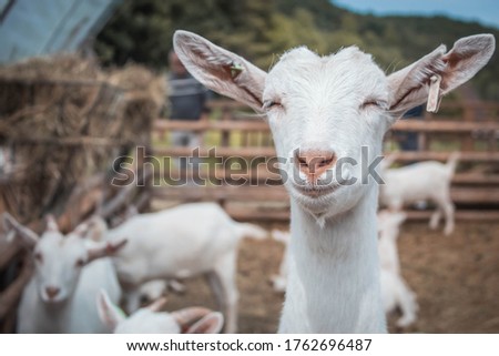 Smiling goat on a farm Royalty-Free Stock Photo #1762696487