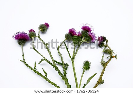purple thistle flowers on white background, copy space