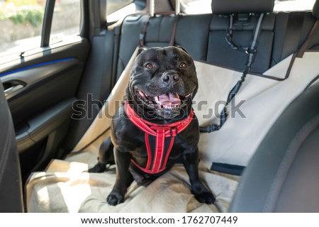 Happy Staffordshire Bull Terrier dog on the back seat of a car with a clip and strap attached to his harness. He is sitting on a car seat cover. Royalty-Free Stock Photo #1762707449
