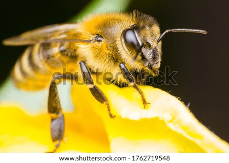 macro photo of a bee on the yellow flower