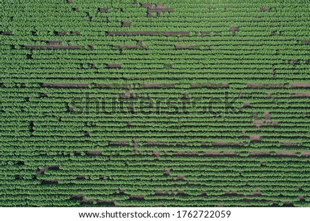 Agricultural field planted with sunflowers before flowering. green leaves. Pictures from above with a drone. In Europe, in Hungary