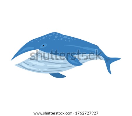 Whale Mammal Animal, Marine Life Element, Sea or Ocean Creature Vector Illustration
