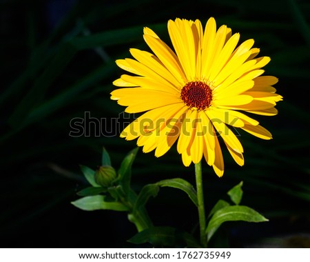 The bright yellow marigold is a flowering plant that blooms in many gardens.