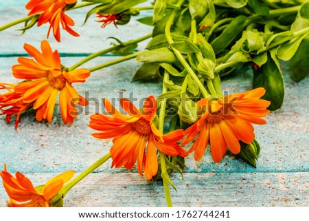 Bouquet of blooming calendula. Healthy ingredient for tea, alternative medicine. Trendy turquoise wooden background