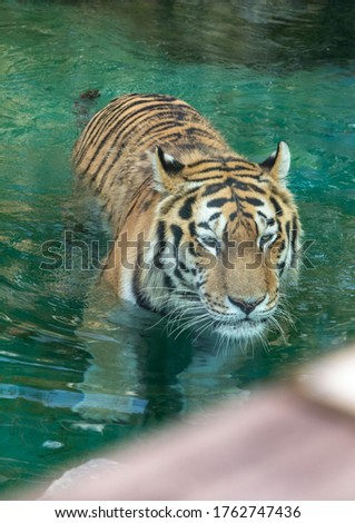 swimming tiger in a pond of a zoo