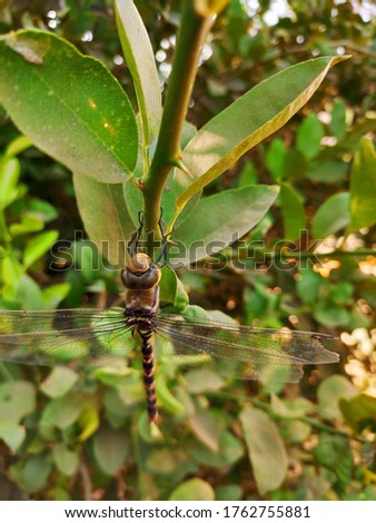 Dragonfly sitting on the branch of tree