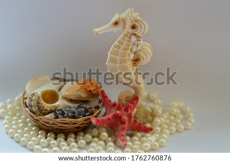 composition  sea ​​horse on a white background