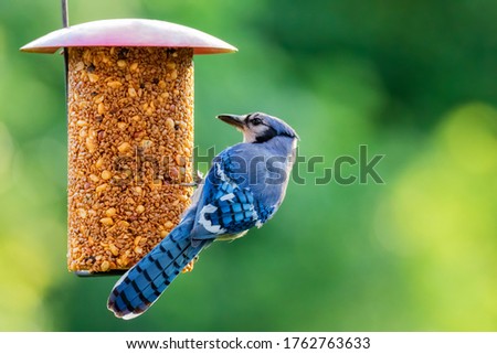 Blue Jay by a Bird Feeder Royalty-Free Stock Photo #1762763633