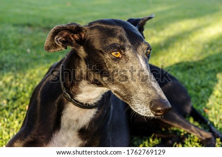 Portratit of black dog and brown eyes, Greyhound breed on nature landscape with green grass at sunset.