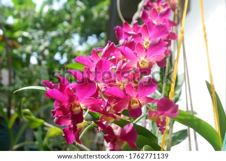 Purple dendrobium orchids blooming on hanging pot