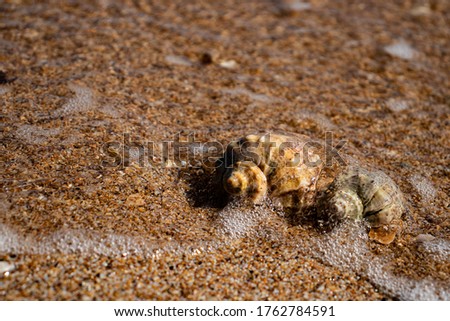 sea shells on the beach under the wave