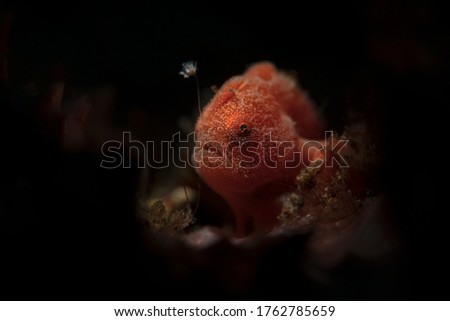  Tiny frogfish  (Antennarius pictus). Underwater macro photography from Aniilao, Philippines