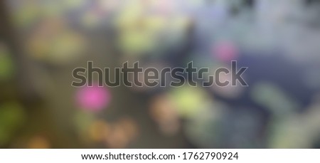The blurred picture of the pink lotus blossoms blooming above the water surface
