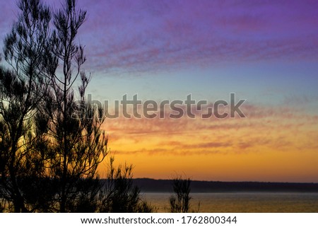 Tree silhouettes on a sunset sky background