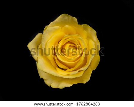 Penny Lane roses. yellow rose isolated on black background
