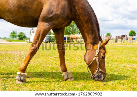 A grazing grass, sorrel horse with a horse bridle on a summer day. Close view. Other horses in the background are behind a fence.