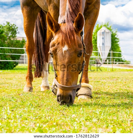 A sorrel horse with a blaze mark freely grazing grass at a meadow on a summer day. Close front view, a fullfaced square picture. 