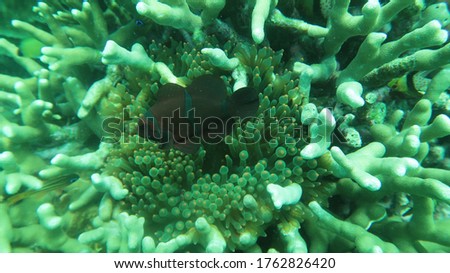 coral reefs on the island of SOP