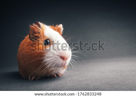 brown guinea pig on grey background