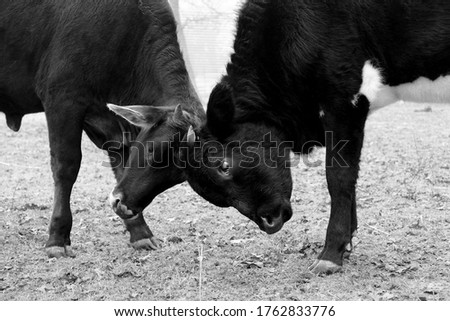Calves head butting shows cows in wrestle.
