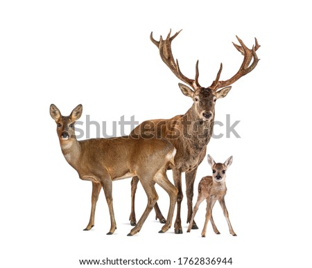 Family of reed deer. Male, Doe and fawn, isolated on white  Royalty-Free Stock Photo #1762836944