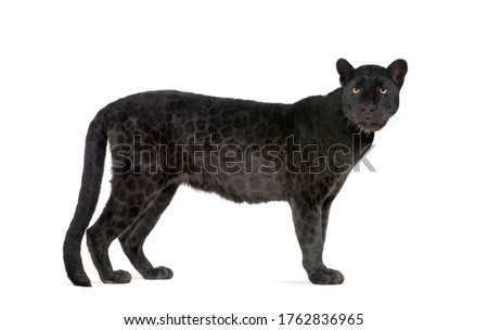 Black Leopard (6 years) in front of a white background, remasterized