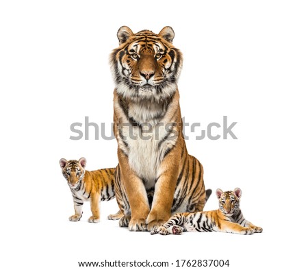Tiger and his cubs, isolated on white