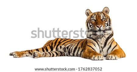 Tiger lying down isolated on white Royalty-Free Stock Photo #1762837052