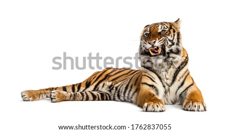 lying down Tiger showing its tooth, isolated on white
