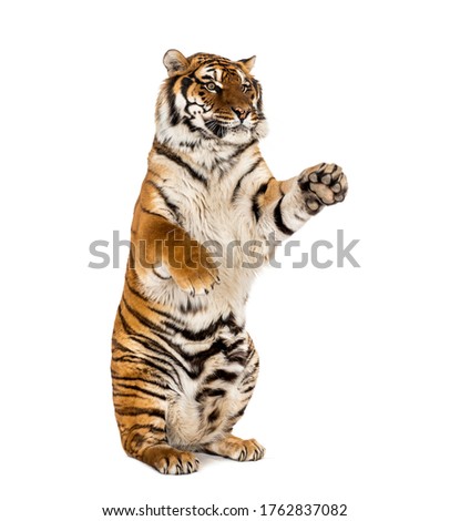 Tiger on hind legs, isolated on white