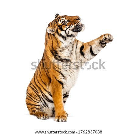 Tiger reaching, pawing up, isolated on white