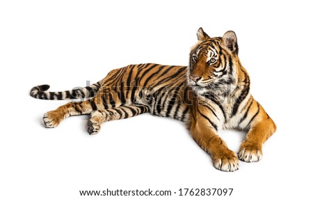 Tiger lying down isolated on white Royalty-Free Stock Photo #1762837097